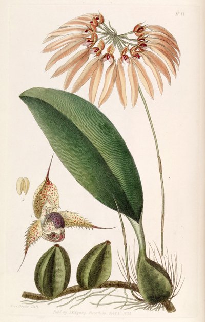 Bulbophyllum eberhardtii oder Bulbophyllum longiflorum (als syn. Cirrhopetalum thouarsii) von Miss Drake